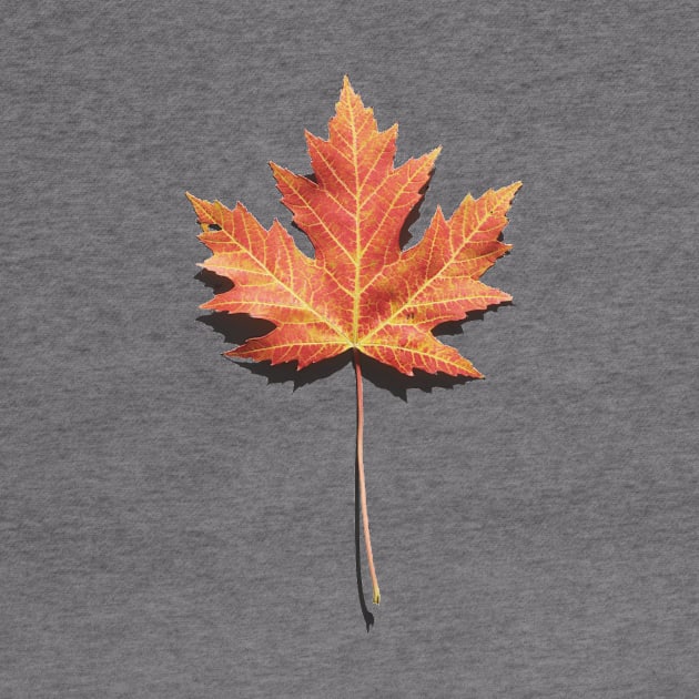 Maple Leaf Photo by bluerockproducts